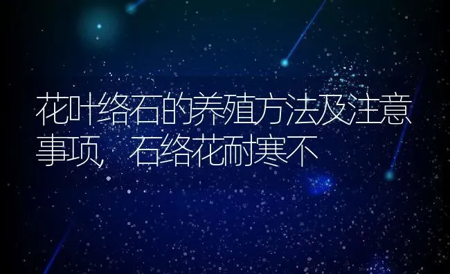 花叶络石的养殖方法及注意事项,石络花耐寒不 | 养殖常见问题