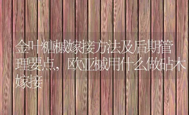 金叶糖槭嫁接方法及后期管理要点,欧亚槭用什么做砧木嫁接 | 养殖常见问题