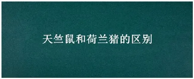 天竺鼠和荷兰猪的区别 | 农业问题