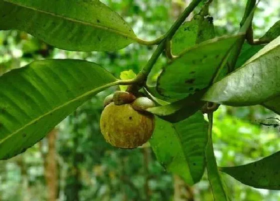 植物常识问题|山竹是哪里产的