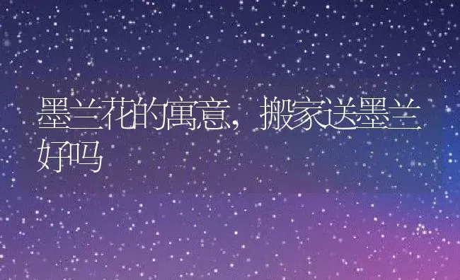 墨兰花的寓意,搬家送墨兰好吗 | 养殖常见问题