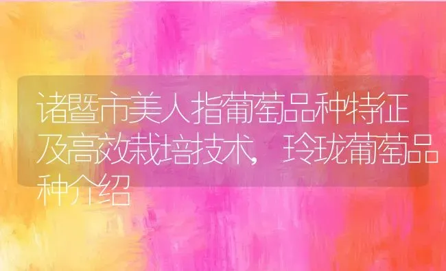 诸暨市美人指葡萄品种特征及高效栽培技术,玲珑葡萄品种介绍 | 养殖常见问题