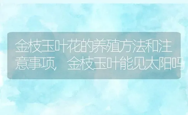 金枝玉叶花的养殖方法和注意事项,金枝玉叶能见太阳吗 | 养殖常见问题