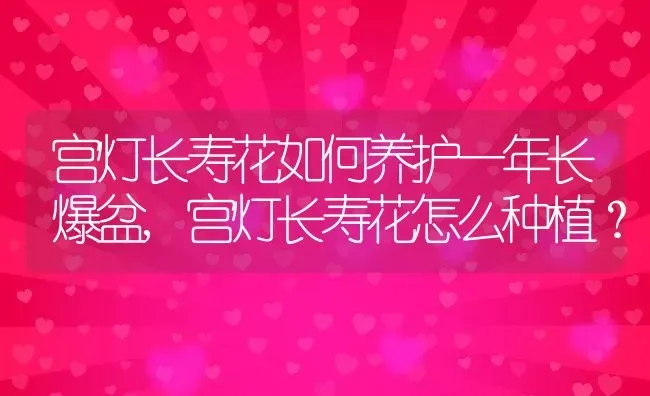 宫灯长寿花如何养护一年长爆盆,宫灯长寿花怎么种植？ | 养殖常见问题