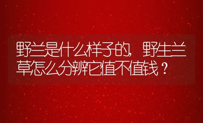 野兰是什么样子的,野生兰草怎么分辨它值不值钱？ | 养殖常见问题