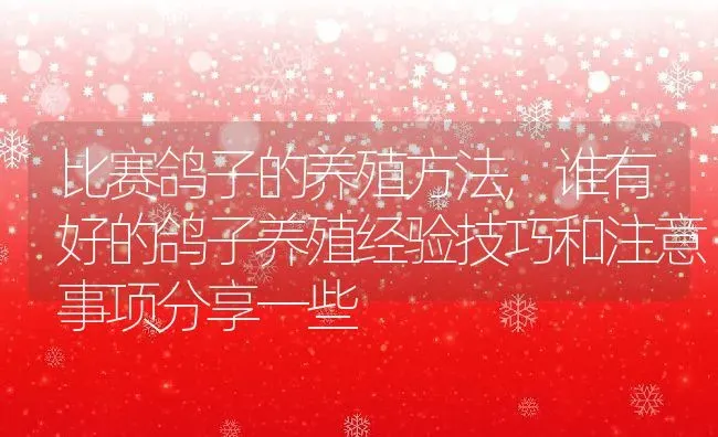 比赛鸽子的养殖方法,谁有好的鸽子养殖经验技巧和注意事项分享一些 | 养殖常见问题