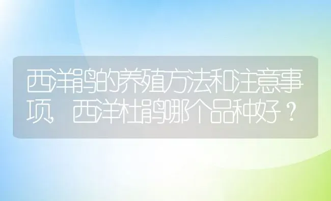 西洋鹃的养殖方法和注意事项,西洋杜鹃哪个品种好？ | 养殖常见问题