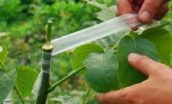 植物常识问题|果树嫁接用花芽还是叶芽（用花芽嫁接会长出枝条吗）