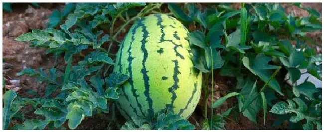龙卷风西瓜品种介绍 | 生活常识