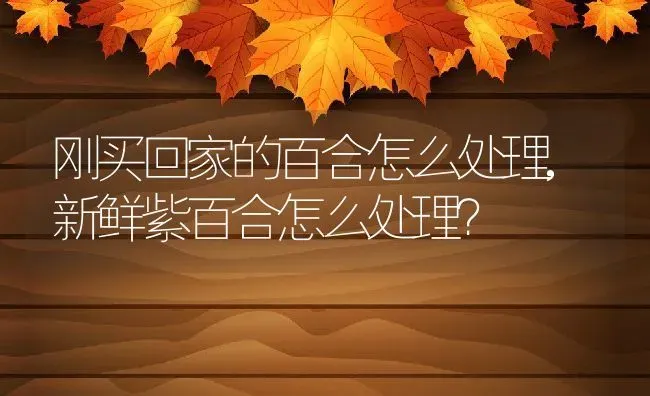 刚买回家的百合怎么处理,新鲜紫百合怎么处理？ | 养殖常见问题