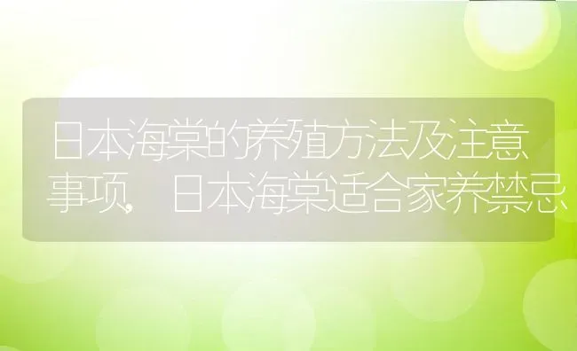 日本海棠的养殖方法及注意事项,日本海棠适合家养禁忌 | 养殖常见问题