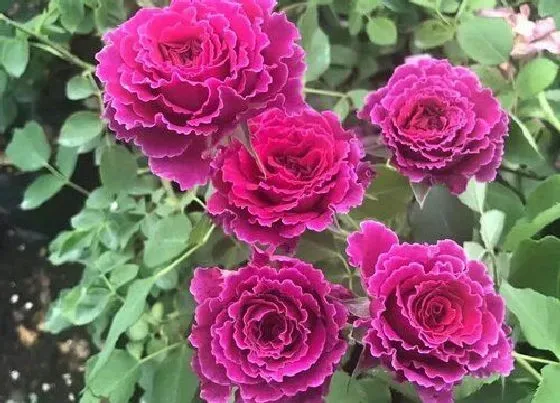 植物常识问题|夏季月季养护需要注意哪些问题