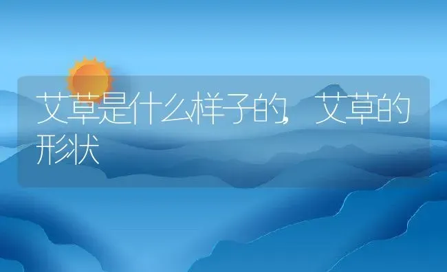 艾草是什么样子的,艾草的形状 | 养殖常见问题