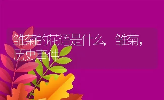 雏菊的花语是什么,雏菊，历史事件 | 养殖常见问题