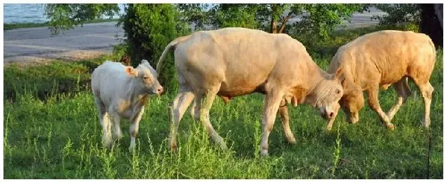 新生牛犊抽搐背脖子怎么办新生牛犊能承受零下多少度 | 生活常识