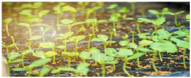 西瓜实用的6个催芽方法 | 科普知识