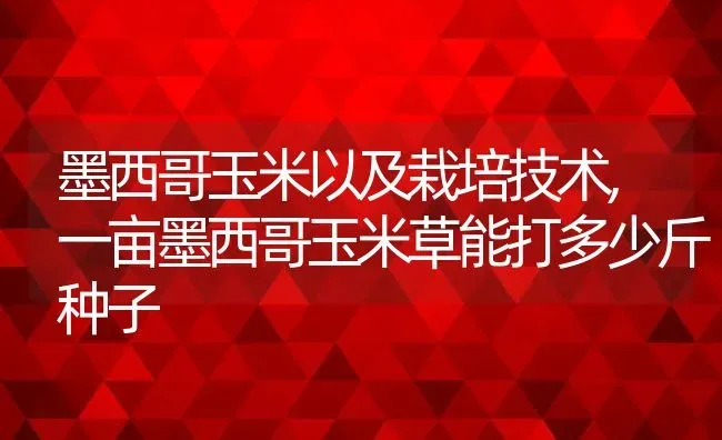 墨西哥玉米以及栽培技术,一亩墨西哥玉米草能打多少斤种子 | 养殖常见问题