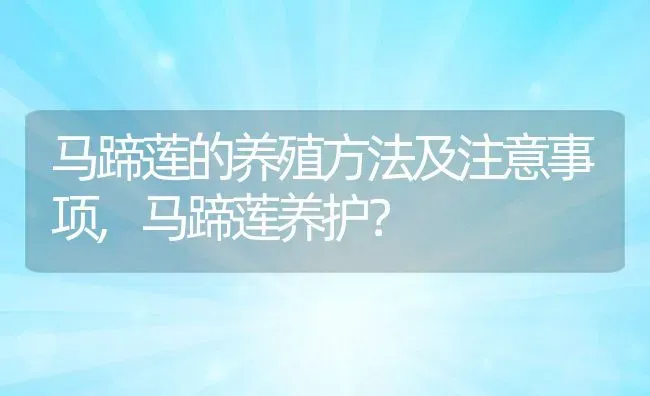 马蹄莲的养殖方法及注意事项,马蹄莲养护？ | 养殖常见问题