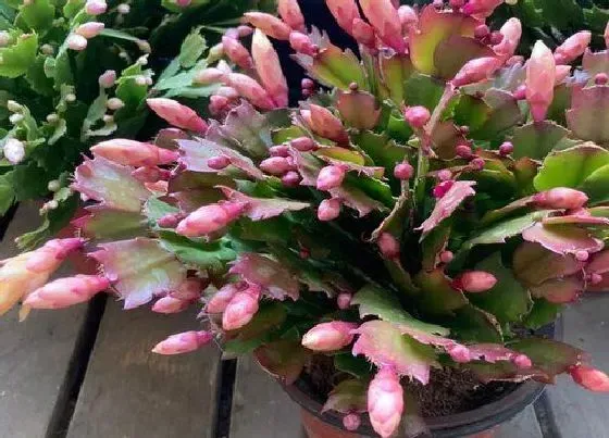 植物常识问题|蟹爪兰生长茂密油绿是怎么养护出来的