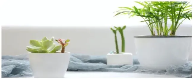 绿植什么时候浇水 | 生活常识