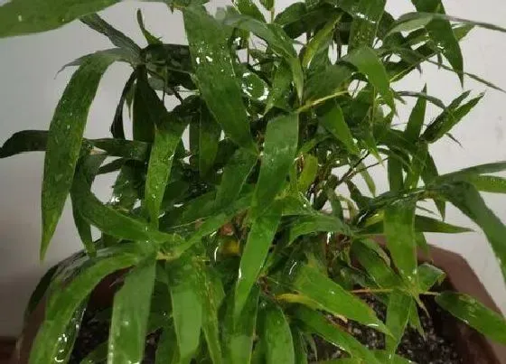 植物常识问题|罗汉竹的风水作用禁忌 风水寓意及摆放地方