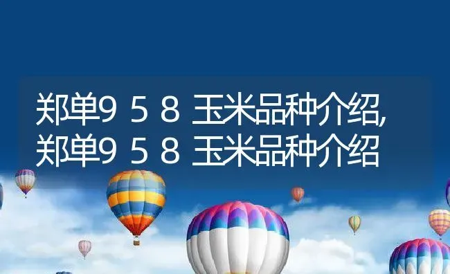 19朵玫瑰花代表什么意思,19朵玫瑰花是什么意思，十九朵玫瑰花的花语？ | 养殖常见问题