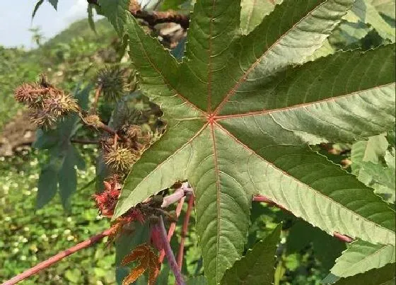 植物常识问题|十大剧毒野果名字及图片 毒性最强的野果有哪些