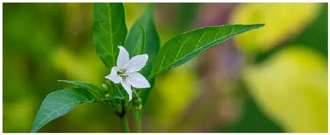 盆栽花椒树的种植方法 | 三农答疑