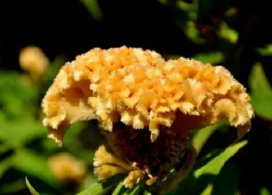 植物常识问题|鸡冠花长什么样子图片