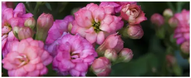 磷肥浇花的正确方法 | 科普知识