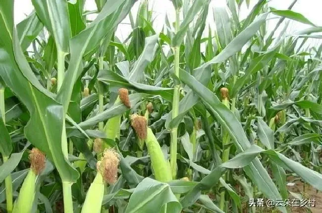 植物常识问题|玉米水淹后能活过来吗（玉米地被水淹有水涝后怎么冶）