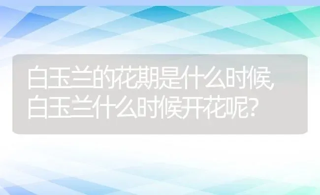 白玉兰的花期是什么时候,白玉兰什么时候开花呢？ | 养殖常见问题