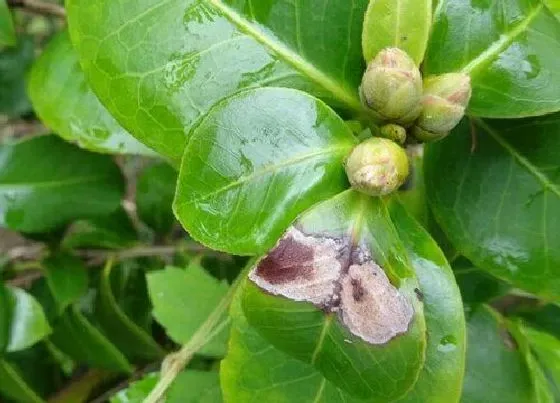 植物常识问题|茶花的花苞掉落是什么原因