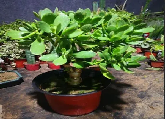 植物常识问题|玉树夏天叶片软塌塌该怎么养护