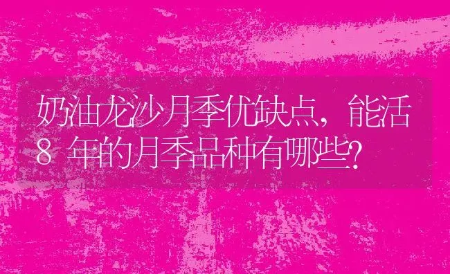 奶油龙沙月季优缺点,能活8年的月季品种有哪些？ | 养殖常见问题