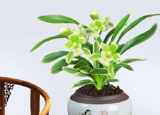 植物常识问题|兰花怎么养护养好更容易