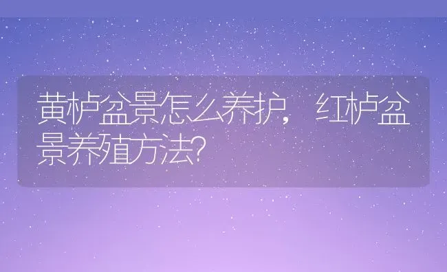 黄栌盆景怎么养护,红栌盆景养殖方法？ | 养殖常见问题