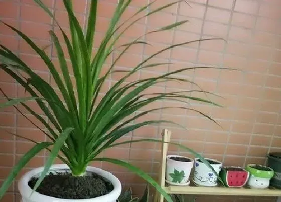 植物常识问题|龙血树好养吗