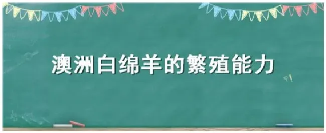 澳洲白绵羊的繁殖能力 | 农业答疑