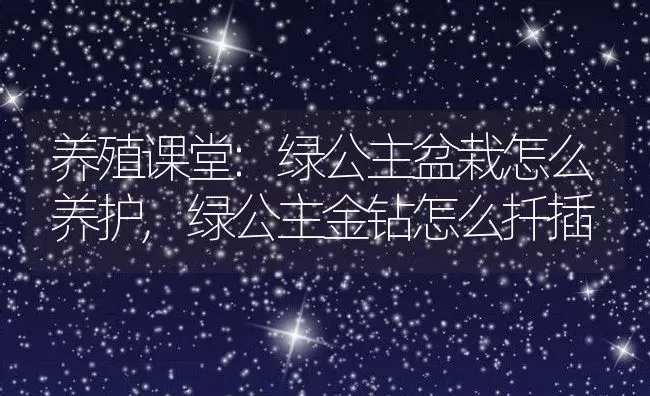 养殖课堂:绿公主盆栽怎么养护,绿公主金钻怎么扦插 | 养殖常见问题