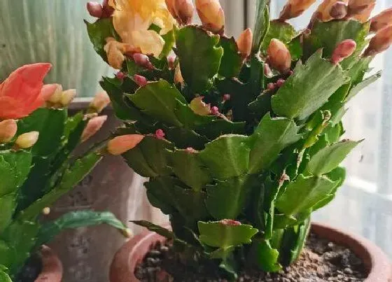 植物常识问题|蟹爪兰开花需要把握哪些要点