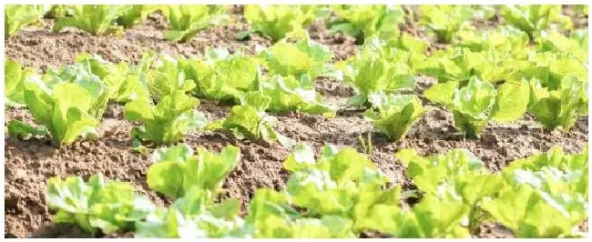 8月份种植什么蔬菜 | 农业常识