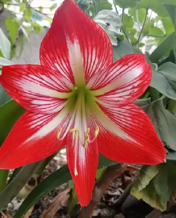 植物常识问题|盆栽朱顶红怎么养护才开花爆盆（朱顶红花的养殖方法）