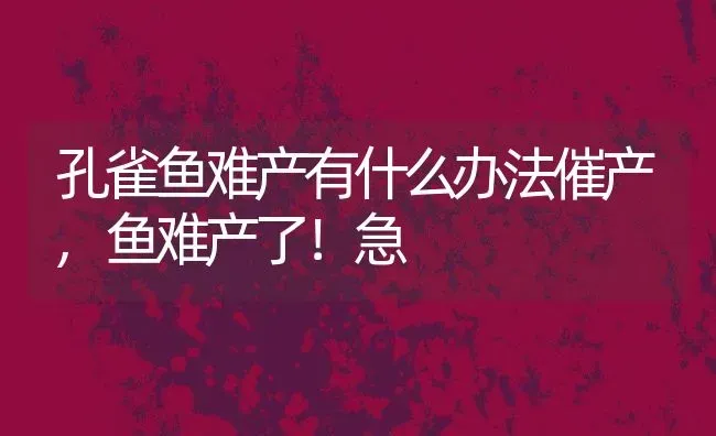 孔雀鱼难产有什么办法催产,鱼难产了！急 | 养殖常见问题