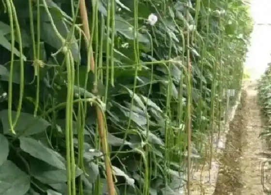植物常识问题|盆栽豆角如何养护长豆了