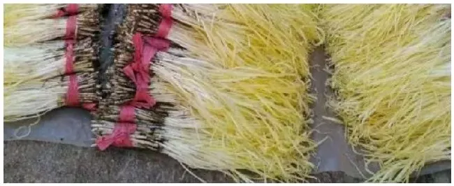 韭黄花种植的注意事项 | 生活常识