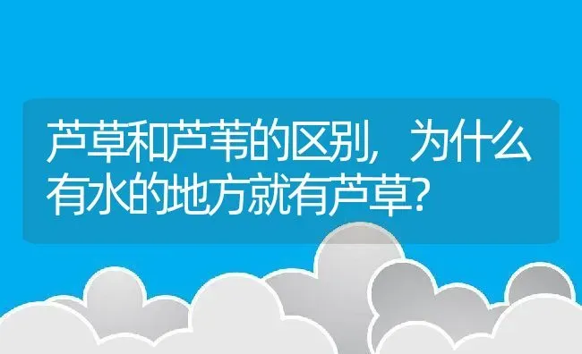 芦草和芦苇的区别,为什么有水的地方就有芦草？ | 养殖常见问题