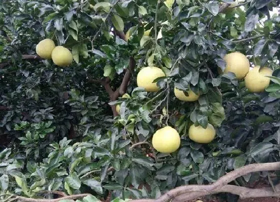 植物常识问题|柚子树的风水禁忌