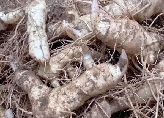 植物常识问题|独脚金的功效与作用及食用方法