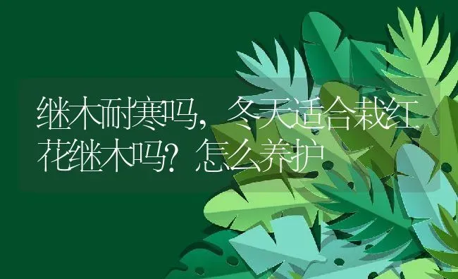 继木耐寒吗,冬天适合栽红花继木吗？怎么养护 | 养殖常见问题